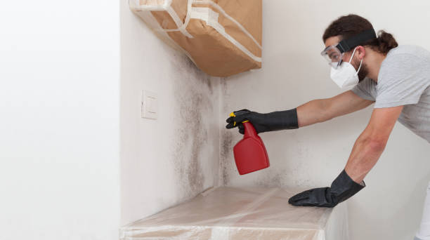 Professional Attic Mold Remediation technician working in Towson, MD