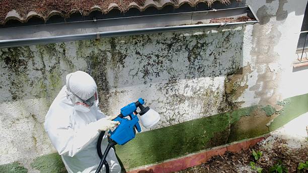 Top rated local Attic Mold Remediation specialists in Towson, MD